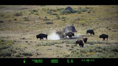 Wolves or no wolves, - Yellowstone: One-Fifty