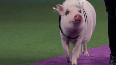 Woman:
Come on. - 2022 American Rescue Dog Show