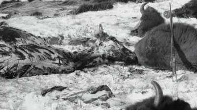 Woman as Pretty Shield:
"Nobody believed, even then, - The American Buffalo