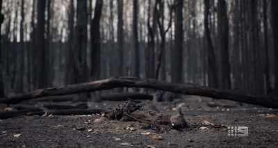 WOMAN: They estimate
around 3 billion animals - A Fire Inside