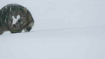 Wombats might not be fast, - Seven Worlds, One Planet