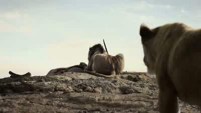 Won't you join me SarabiThere's plenty to go aroundYou're overhunting ScarI've simply perfected the killWith the help of my armyYou're killing everythingDon't you see There is nobody to challenge meWe can finally take whatever we wantWeLong ago you chose - The Lion King
