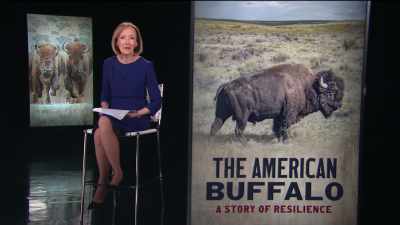 WOODRUFF: Hello and welcome
to this PBS special program, - The American Buffalo