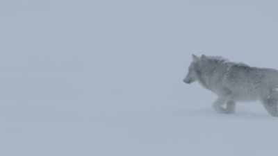 Woolly coats - Epic Yellowstone