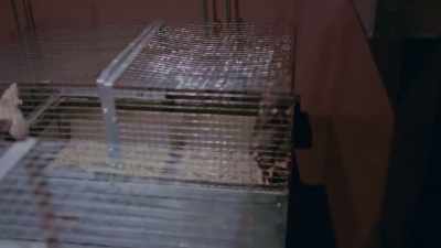 Work out what's going on with this wonderful rat lab - DAU. Degeneration