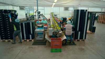 Workers check
and pack each lettuce by hand. - Europe From Above