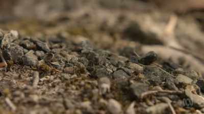 Workers cover the nest
with dark materials - David Attenborough's Tasmania
