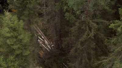 Workers grow pine, spruce and birch
to mimic nature, - Wild Nordic