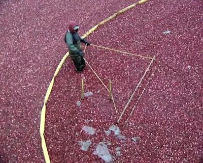 WORKERS MOVE
THE FLOATING CRANBERRIES - How It's Made