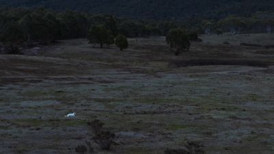 Working as a pack, they drive it into the path of their most experienced hunter - Earth at Night in Color