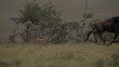 Working as a team, - Chasing the Rains