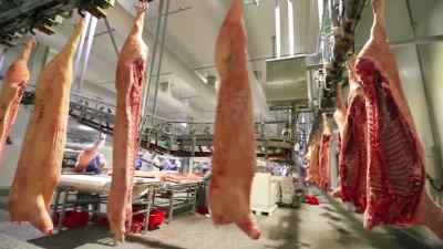Working in slaughterhouses - Pignorant