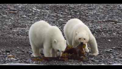 Working out what's safe to eat - Our Oceans