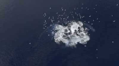 "Working solo is just as effective," - Secrets of the Whales