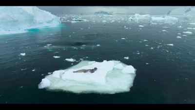 Working together, they channel their power
to create a single, large bow wave. - Our Oceans