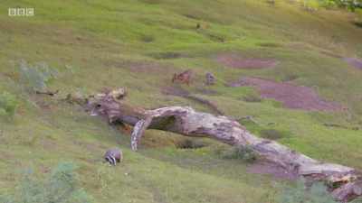 Worms can make up
to 20% of a fox's diet. - Wales: Land of the Wild