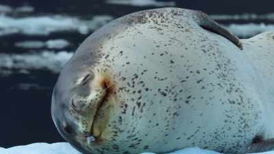 Worn out from her nighttime courtship,
she rests on the ice. - Our Great National Parks