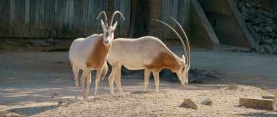 ... would be very easy for predators found him, - Is Genesis History?