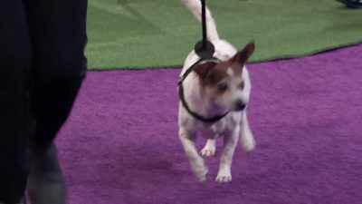 Wounded street puppy who was picked up - 2022 American Rescue Dog Show