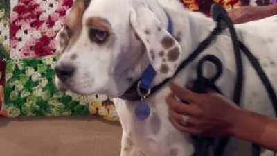 Wow, Dustin,
you have adorable ears. - 2022 American Rescue Dog Show