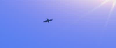 Wow. Blu! You're flying! Yeah! l'm flying! l'm really flying. You're right, l'm not an ostrich. l'm - Rio