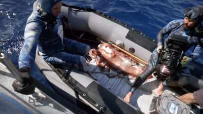 - Wow! That is awesome.
- Yeah. - Secrets of the Whales