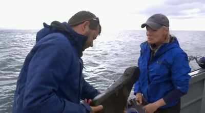 Wow, wow, didn't just bite it, - Shark Attack Files