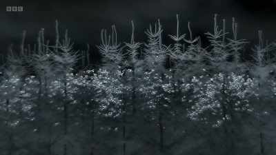 Wraith-like,
it hovers above the roost, - Wild Isles