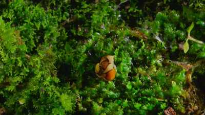 Wrapping around its victim,
the flatworm pumps out mucus to trap it. - Our Great National Parks
