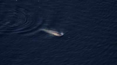 "Wrong turn after wrong turn
brings him to strange waters." - Secrets of the Whales