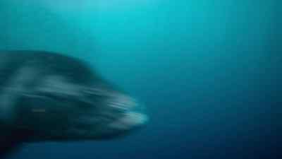 Xiphactinus is faster. - Prehistoric Planet