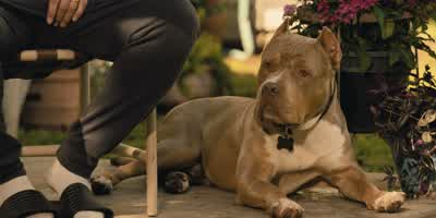 Y'all sure like your guard dogs. - Landman