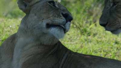 Yaya also welcomes Siena
back into the pride. - Dynasties