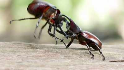 Yeah, dude!
Rhino beetles use their big horns - Absurd Planet