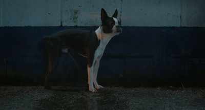 Yeah, you got to admit, - Strays
