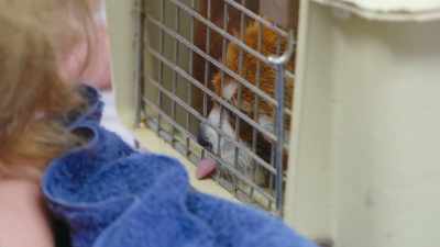 Yeah, so I think that those
vocalizations were associated - Secrets of the Zoo