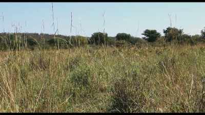 Yeah, if we can produce solid grassland, - Kiss the Ground