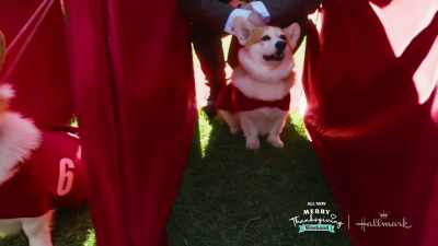 Yeah, it's
a human interest piece, - A Royal Corgi Christmas