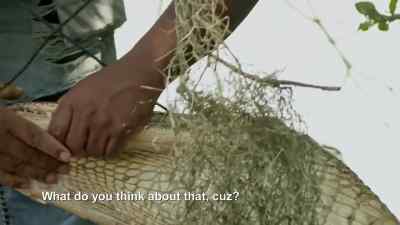 Yeah, it's a success. - Swamp People