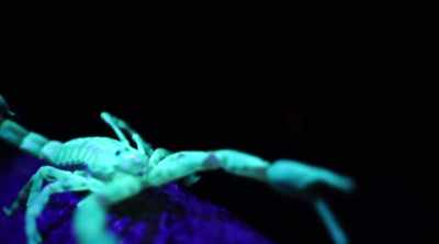 - Yeah, let's hope
it's not the parabuthus, - Kings of Pain