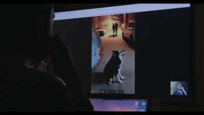 Yeah, look... - Dogs