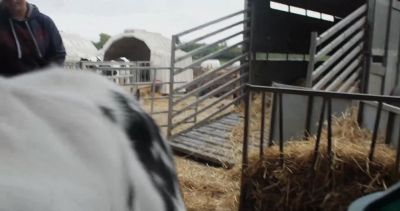 Yeah, lucky number one. - Cow