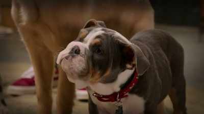 Yeah. My puppy senses are tingling. - Phantom Pups