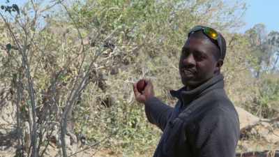 Yeah, now he's just feeding
on something else, - In the Footsteps of Elephant