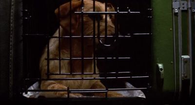 Yeah! OK, everybody,
let's take it from the top. OK? - Garfield