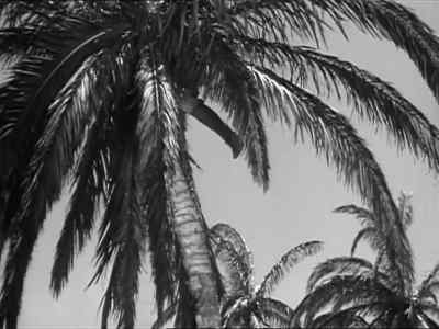 - Yeah, Tex?
- You see what I see? - Guadalcanal Diary