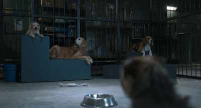 - Yeah.
- That's right. Once this place - Strays