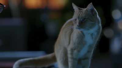 Yeah. That's what I said. Or
do you need some hearing aids? - Cats & Dogs 3: Paws Unite