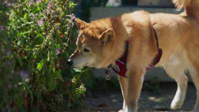Yeah, these are the Shiba Inus. - This Giant Beast That is the Global Economy