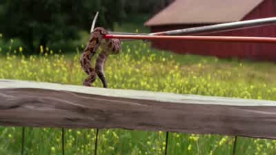 Yeah, timber rattlesnake. - House